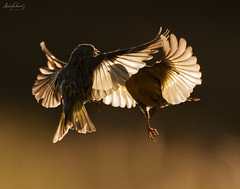 Fighting finches