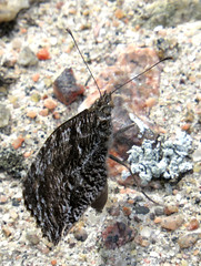 Grayling, Hipparchia semele, Sandgräsfjäril