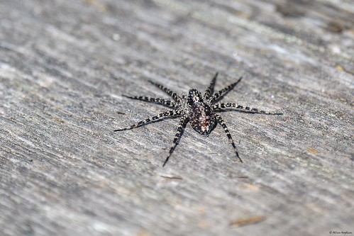 Acantholycosa lignaria (a Wolf Spider)
