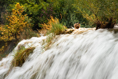 Duck Bathing on Roški Slap Waterfall, Krka National Park Croatia
