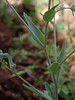 Omphalodes linifolia in der Serra Arrabida