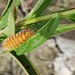 Cycnia Inopinatus (Unexpected Tiger Moth) at Caesar Creek Lake | Photo of the Week | Photo by: Kimberly Baker