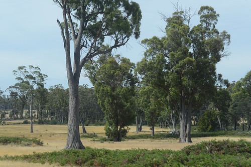 Tasmanian pastoral farmland, with eucalypt forest