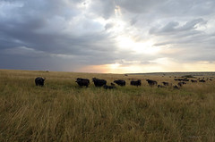 Sunset buffles - Réserve Masai Mara 2 juillet 2022  2022-07-02 18-07-13 - m s