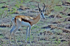 Male Springbok (Antidorcas marsupialis)