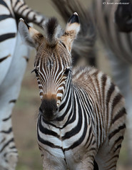 Juvenile Zebra