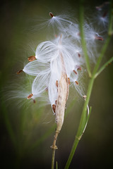Milkweed seeds 2