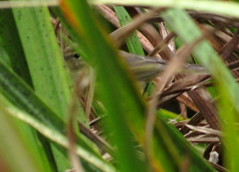 Willow warbler, Phylloscopus trochilus, Lövsångare