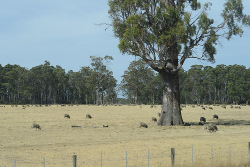 Tasmanian sheep country, with eucalypt forest