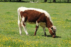 Croxteth Cows 30
