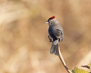 Grey Pileated Finch (Coryphospingus pileatus), male