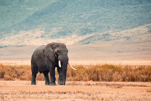 Elefante en el Cráter del Ngorongoro