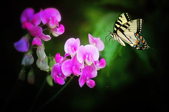 My Sweet Peas - Tiger Swallowtail - ART