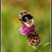 Bee on knapweed Centaurea nigra