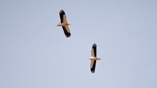 Birds in Flight - Oman