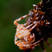 Garden cross spider: (Araneus diadematus)