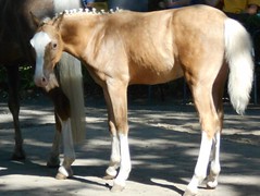 DSCN3111 champion foal