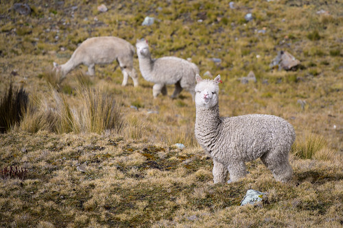 Peru-162-Cajamarca-Pallasca