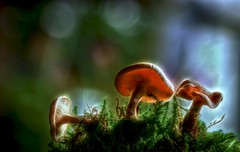 Dancing Mushrooms...    (Explored)