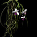 Holcoglossum kimballianum (Rchb.f.) Garay, Bot. Mus. Leafl. 23: 182 (1972).