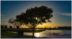 Atardecer en el estanque con arbol y fuente // Sunset at the pond with tree and fountain