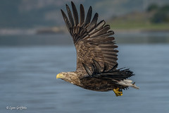 White-tailed Eagle 720_0803.jpg