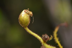 Setocoris sp