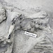 Neohipparion affine (slender three-toed horse) in volcanic tuff (Ash Hollow Formation, Miocene, 11.83 Ma; Ashfall Fossil Beds, Nebraska, USA) 4