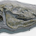 Cormohipparion occidentale (sturdy three-toed horse) (Ash Hollow Formation, Miocene, 11.83 Ma; Ashfall Fossil Beds, Nebraska, USA) 6
