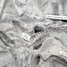 Neohipparion affine (slender three-toed horses) in volcanic tuff (Ash Hollow Formation, Miocene, 11.83 Ma; Ashfall Fossil Beds, Nebraska, USA) 3