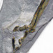 Cormohipparion occidentale (sturdy three-toed horse) (Ash Hollow Formation, Miocene, 11.83 Ma; Ashfall Fossil Beds, Nebraska, USA) 5