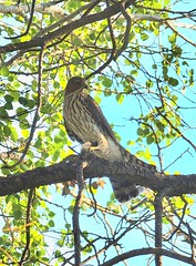 August 2022 - A Cooper's hawk with a meal. (Diana Mauzy)