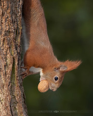 a sweetheart: Eichhörnchen (Sciurus vulgaris) - Red squirrel  ·  ·  ·  (R5A_6345)