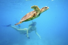 Freediving with a hawksbill turtle, La Saline, Praslin, Seychelles