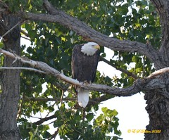 August 14, 2022 - A bald eagle hanging out on the South Platte. (Ed Dalton)