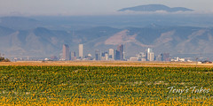 August 13, 2022 - Sunflowers and the Mile High City. (Tony's Takes)