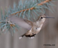 August 20, 2022 - A hummingbird looks for a male in Thornton. (Ed Dalton)