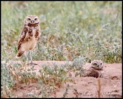 August 14, 2022 - Burrowing owl pair hanging out. (Bill Hutchinson)