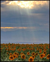 August 14, 2022 - Stunning sunflowers as the sun begins to descend. (Bill Hutchinson)