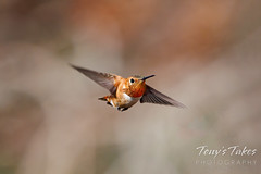 August 2, 2022 - A rufous hummingbird defends its territory. (Tony's Takes)