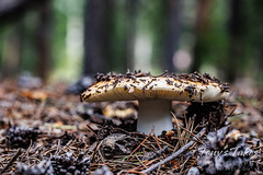 August 19, 2022 - Mushrooms on the forest floor. (Tony's Takes)