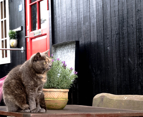 Cat's home in Tinganes, Tórshavn