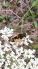 Kleine Keilfleckschwebfliege - Eristalis arbustorum