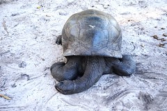 Seychelles giant tortoise asleep, Curieuse national Park