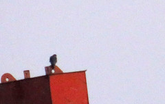 Peregrine falcon, Falco peregrinus, Pilgrimsfalk