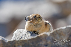 American pika shows off its whiskers