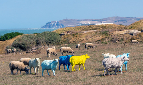 Baa baa blue sheep