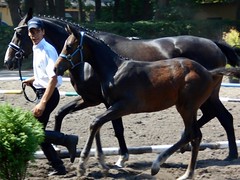 DSCN2912 Mare Kolia & Foal