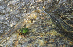 Green shield bug, Palomena prasina, Grön bärfis