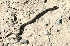 Smooth snake, Coronella austriaca, Hasselsnok